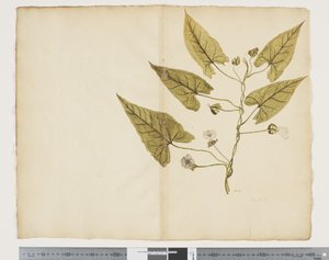 Calystegia affinis, c.1790-95