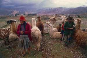 Peruvian Women and Herd of Llamas by Walter Charles Mills