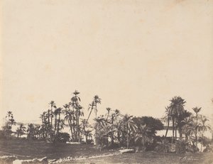 Study of Palms, Banks of the Nile, Kalabschi, 1853-54 by John Beasley Greene