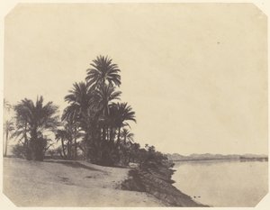 Studies of Date Palms by John Beasley Greene
