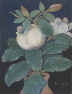 Magnolia Blossoms, 1933