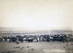 Cowboys herding cattle, South Dakota c.1890