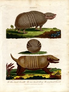 Dasypus - Armadillos in Natural Environment