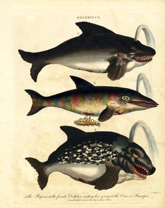 Dolphin Species - Porpoises and Orca