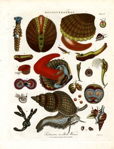 Testaceous or Shell Worms by John Chapman