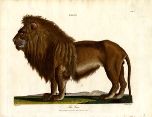 The Lion (Plate I)