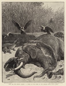How are the mighty fallen!, a Scene on the Banks of the Limpopo River, South Africa