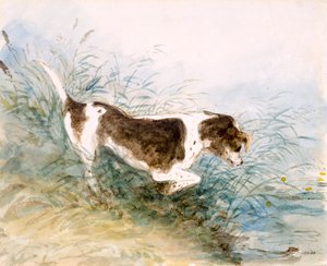 A Dog Watching a Rat in the Water