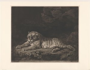 A Tigress by John Dixon