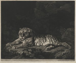 A Tigress by John Dixon after George Stubbs