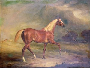 Chestnut Arab Stallion