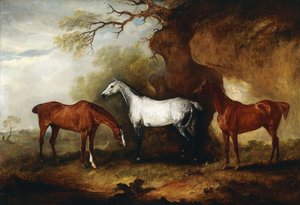 Three Hunters Belonging to Robert Myddelton-Biddulph
