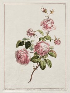 A Collection of Flowers Drawn after Nature - Cabbage Province Rose by John Edwards