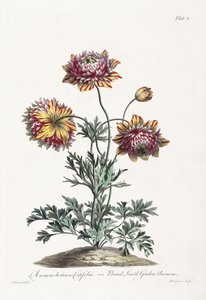 Broad Leaved Garden Anemone