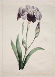 Japanese Iris Large Blue Iris, 1801 by John Edwards
