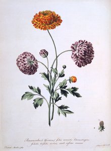 Ranunculus, illustration from 