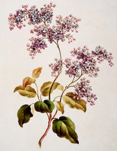 Scotch Lilac