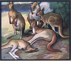 Kangaroos