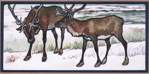 Reindeer
