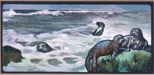 Seals by John Edwin Noble