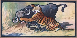Tiger and Buffalo