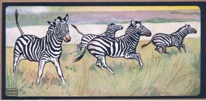 Zebras