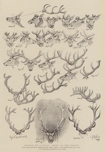 Growth of a Stag