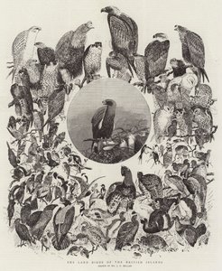 The Land Birds of the British Islands