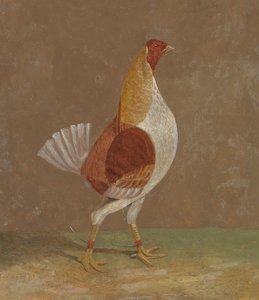 Fighting Cocks: A Pale-Breasted Fighting Cock, Facing Right by John Frederick Herring