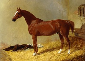 A Bay Racehorse in a Stall by John Frederick Herring Senior