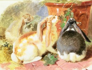 A Study of Three Lop-Eared Rabbits