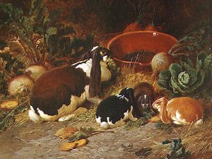 Fancy Rabbits, a Doe with her Young