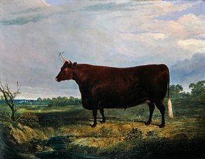 Portrait of a Brown Bull by John Frederick Herring Senior