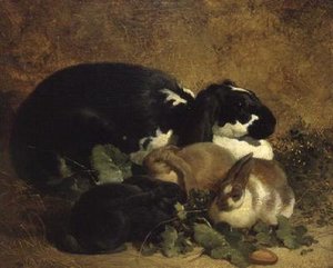 Rabbits