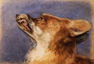 Head of a Fox