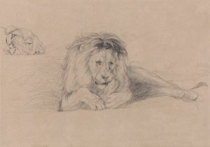 Study of a Lion and Study of a Lioness