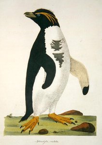 Aptenodytes-Crestata, illustration from Cimelia Physica. Figures of rare and curious quadrupeds, birds... published 1796 by John Frederick Miller