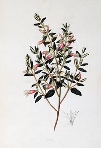 Correa Reflexa