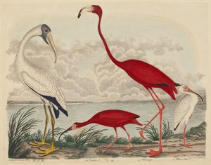 Wood Ibis, Scarlet Ibis, Flamingo, and White Ibis, published 1808-1814 by John G. Warnicke