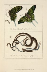 The Green Butterfly of South America & the Rattlesnake & Dypsas of Guiana by John Gabriel Stedman