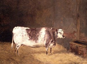 Shorthorn Cow by John Goode