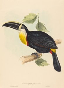 Osculant Toucan Ramphastos osculans by John Gould, Elizabeth Gould