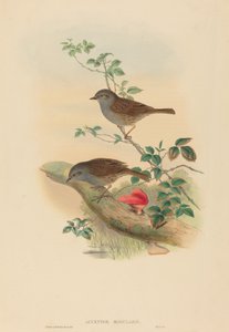Accentor modularis Dunnock by John Gould and Henry Constantine Richter John Gould and Henry Constantine Richter