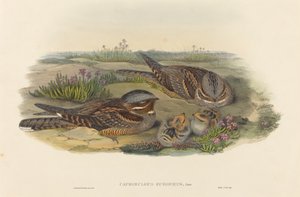 Nightjar