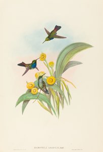 Damophila amabilis Blue-breasted Hummingbird