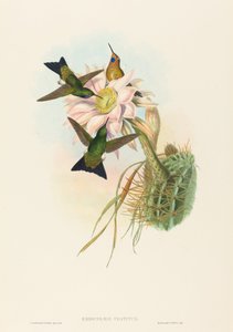 Glowing Puff-Leg by John Gould and Henry Constantine Richter John Gould and Henry Constantine Richter