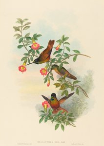 Golden Star-frontlet. Creators: John Gould, Henry Constantine Richter