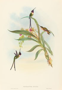 Tharmastura enicura Slender Shear-Tail