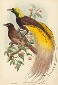 Bird of Paradise Paradisea apoda by John Gould, William Matthew Hart