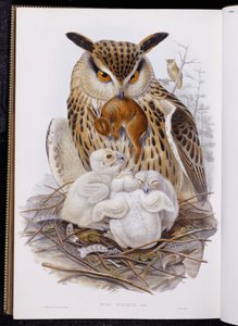 A Great Owl and Chicks, from The Birds of Europe, published 1832-37 by John Gould